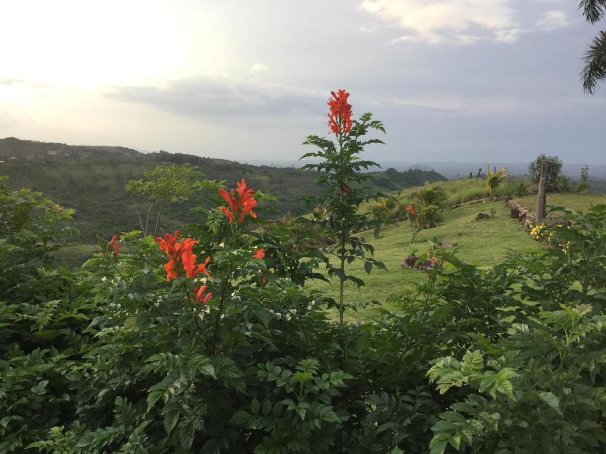 Hawk'S Nest Bed & Breakfast La Laguna de San Carlos Ngoại thất bức ảnh